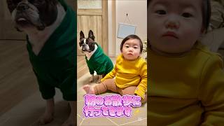 朝散歩の前の二人🐶👶 【こむこまつり】 #shorts