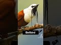 The Scariest Bird Sound