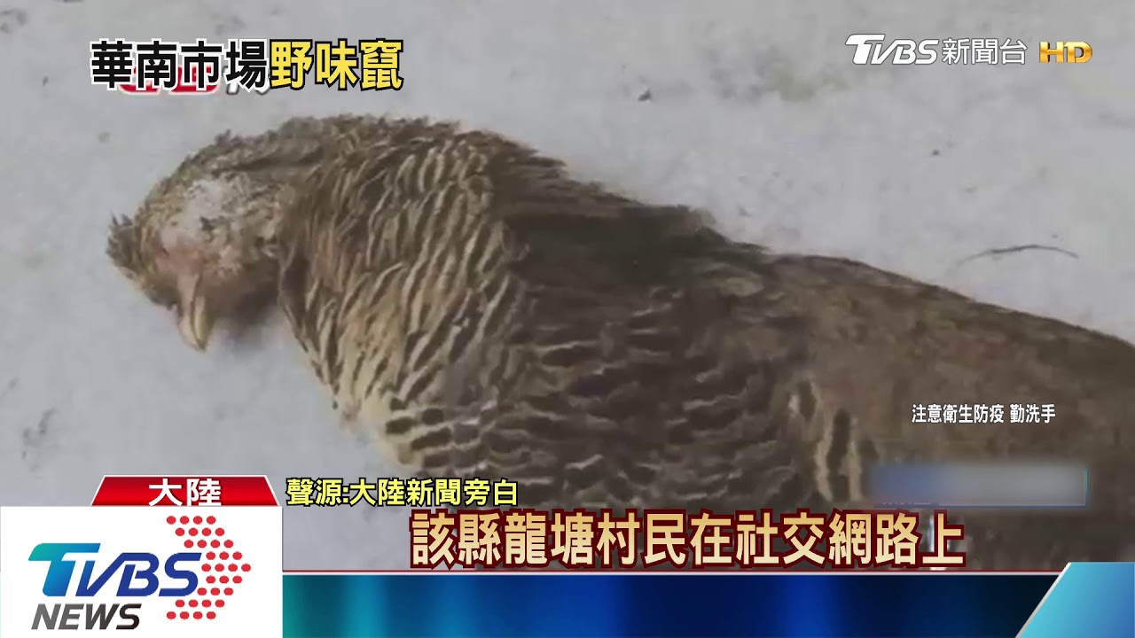 直擊華南市場!斷水電發臭 「野味們」亂竄