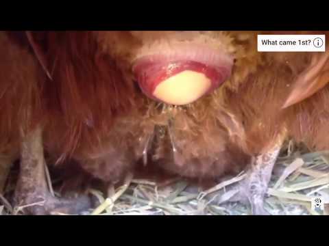 3 Chickens Laying Eggs - (Close Up)