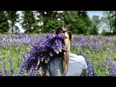 Toms Ņizins - Krāsotāja (Original)