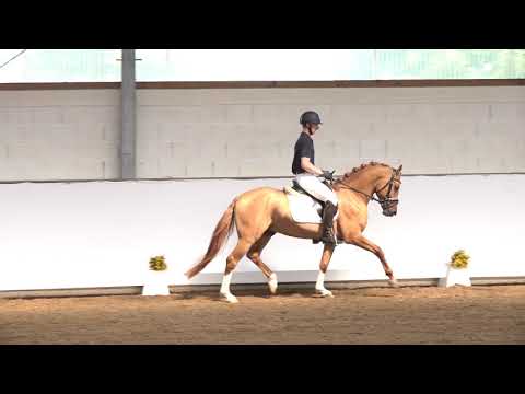 3j. Hengst v. Dating AT NRW – Danny Gold