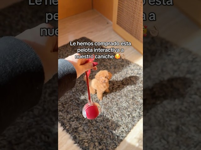 Vídeo relacionado con pclapora Juguetes Perro Pato Antiestrés, Quack-Quack Duck Juguete para Perros, Peluche para Perros, Pato Amarillo para Perro para Patito Suave y Esponjoso para Cachorros