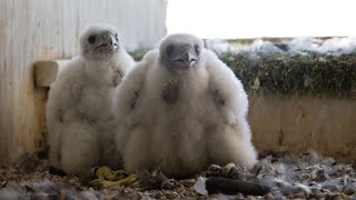Welcome Cream Puff and Cheese Curdis to the MGE Falcon Family!