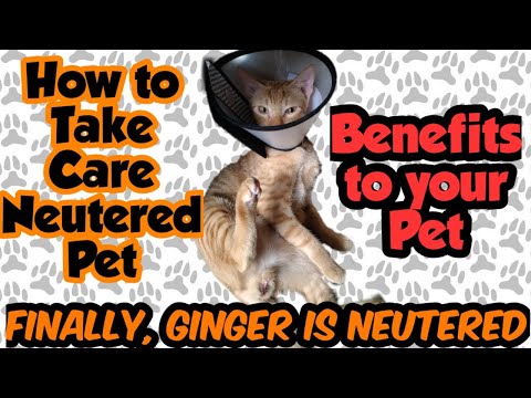 How to Take Care Neutered Pet || Ginger is Neutered