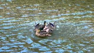 Copy of LA River Duck Rape Moresome