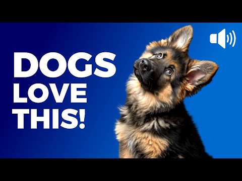 20 Sounds That Make Dogs Curious &amp; Happy 🐶 (Watch Your Dog React!)