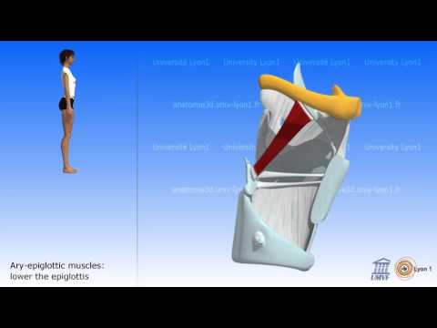 Role of the Muscles of the Larynx