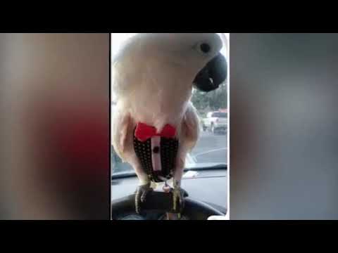 Happy Flyper customers showcase for 2018