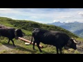 Vache D Hérens