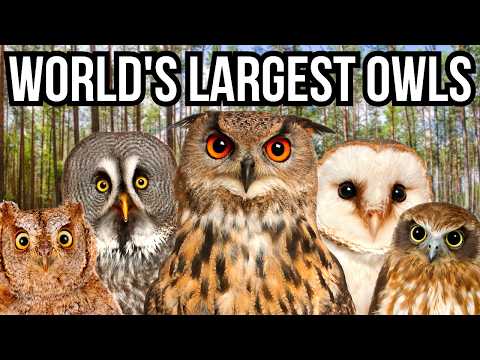 Ranking All 7 Continents By Their Largest Owl Species
