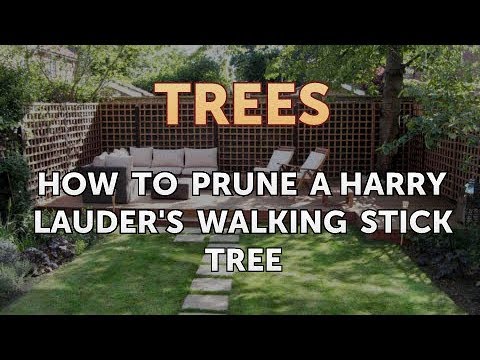 How to Prune a Harry Lauder's Walking Stick Tree