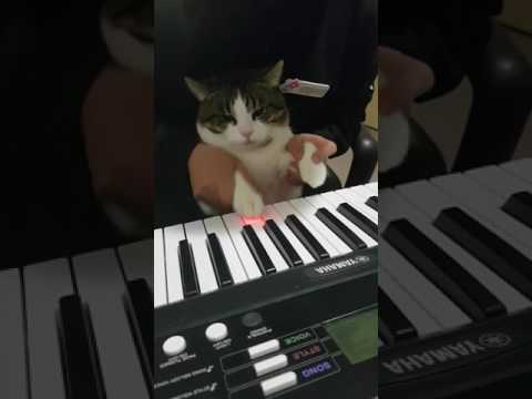 小猫弹钢琴，激萌激萌