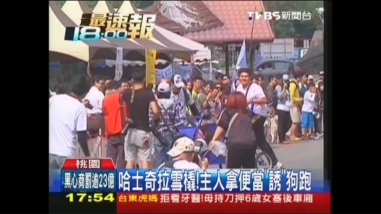 哈士奇拉雪橇！　主人拿便當「誘」狗跑