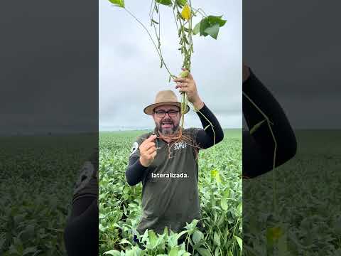 COMPACTAÇÃO DO SOLO | @rallydasafra