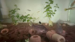 スイスイ～♫　～ウチの熱帯魚たち～