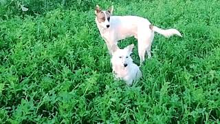 Guy Comes Home From Work With A Stray Dog |The Dodos, IAJ