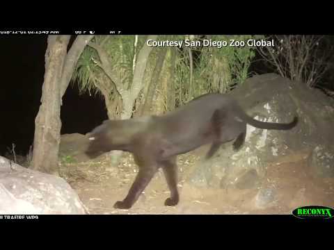 Elusive black panther is spotted in Kenya