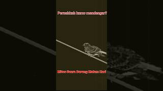 Download lagu Mitos di Tanah Jawa : Suara burung malam hari pertanda apa? #shorts mp3 Download lagu Mitos di Tanah Jawa : Suara burung malam hari pertanda apa? #shorts mp3