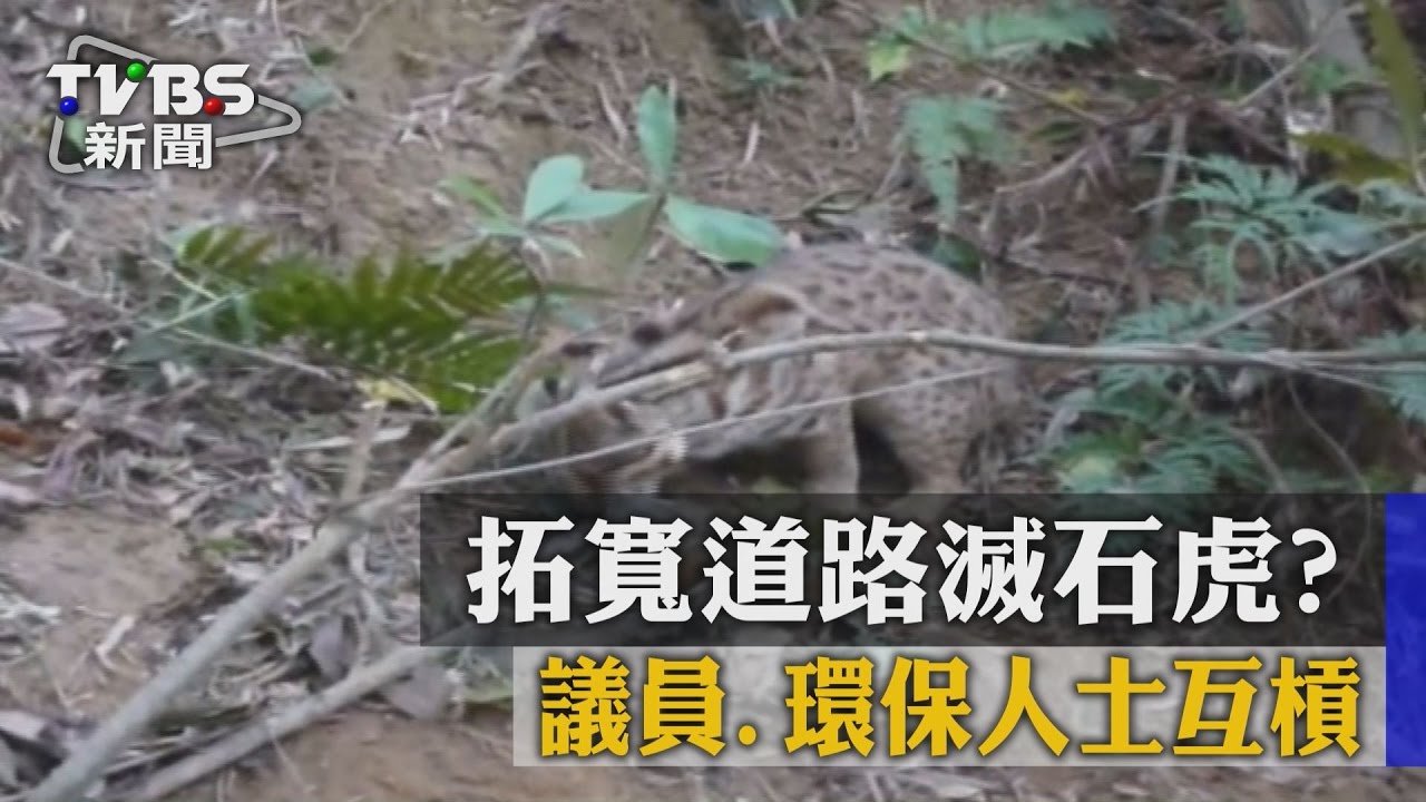 拓寬道路滅石虎? 議員、環保人士互槓