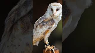 Download lagu inilah dia suara burung hantu #hewan #hewanunikdanmenarik mp3 Download lagu inilah dia suara burung hantu #hewan #hewanunikdanmenarik mp3