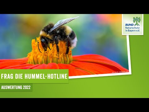 Was ist bei der Hummel-Hotline 2022 herausgekommen? | BUND Naturschutz