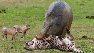 OMG! Bad Moments Leopards Get Take Down While Attack Baby Warthog, What Happens Next? | Animal Fight