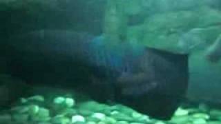 oceans park 3 princess and jefferson (bastat kasama kita)