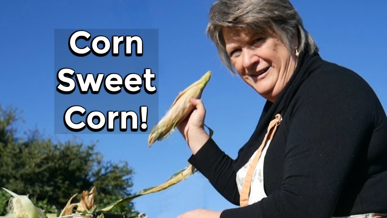Corn Sweet Corn (Harvesting sweetcorn 2018)