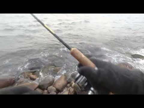 Fishing Seatrout / Havørred 2023