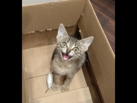 Tazavesh: So'leah's Gambit - Mythic 25 - Fortified Spiteful Necrotic Encrypted- PoV Protection Pala