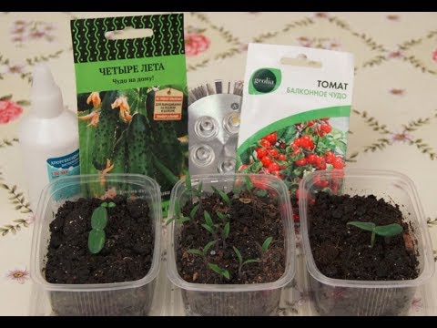 Хлоргексидин для Повышения Иммунитета Растений. Огород в Квартире #01