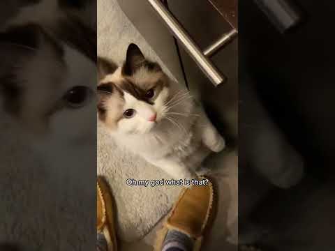 Mom are you seeing what I’m seeing?? #ragdollcats #catsoftiktok #fyp #catmemes #cats #funnycats #ca