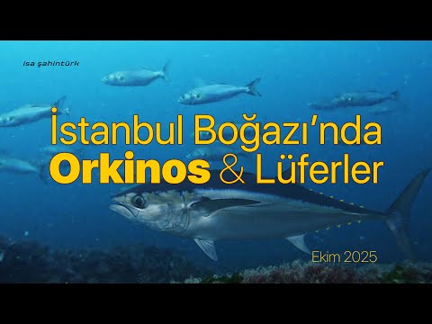 İstanbul Boğazı'nda Orkinos ve Lüferler  |  5 Ekim 2025