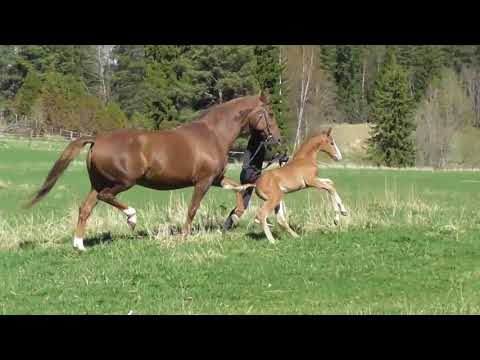SP Marc Cain Jr. (2018 Marc Cain x Stella Maris x Scolari)