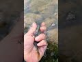 Video Thumbnail for Micro fishing  Perch #short #fishing #microfishing #subscribe #shorts