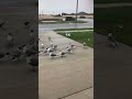You Never Seen Nothing Like This Laughing Gull Come Every Day Feeding To Laughing