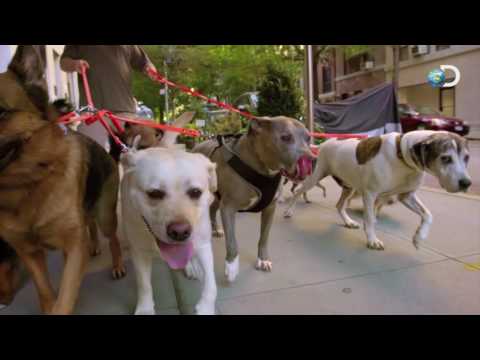 Sobre Cães e Homens - Novo programa do Discovery