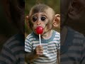 Baby Monkey Tastes A Lollipop Then Bursts Into Laughter