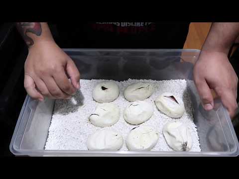 Blood Python Eggs! Clutch #1 from beginning to end.
