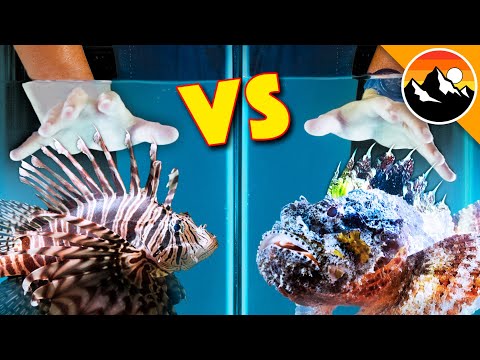 Pushing the Limits: Getting Stung by the Most Venomous Fish in the Ocean