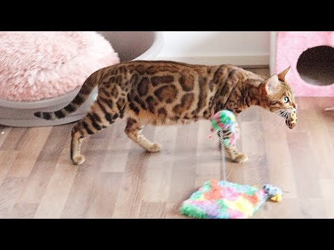 Mother cat Catches Prey and Brings it to her Kittens