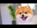 Lovely Puppy With A Happy Smile This Is Lucky ️