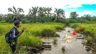 Download lagu GAK DISANGKA !!! RAWA KEKERINGAN PENGHUNINYA GANAS KELAPARAN 😨 mp3 Download lagu GAK DISANGKA !!! RAWA KEKERINGAN PENGHUNINYA GANAS KELAPARAN 😨 mp3