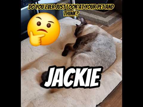 IS JACKIE PURFECT? 🤔 #cat #kitten #meow #siamese #dailyshorts #shorts #cute #catlovers #pets #love