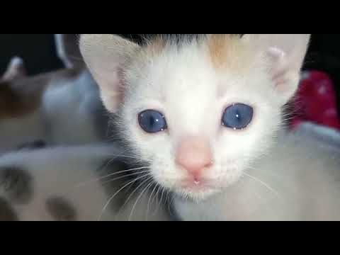 New born Blue eyes kittens