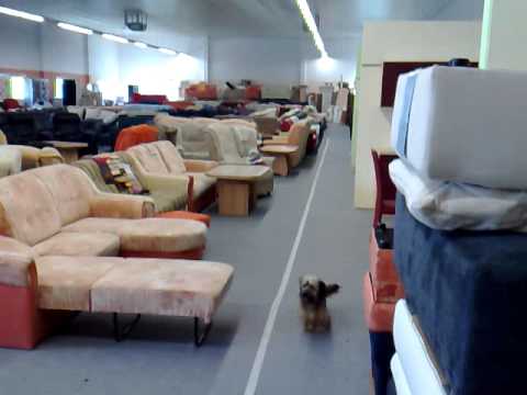 Kollege auf den Hund gekommen.mp4