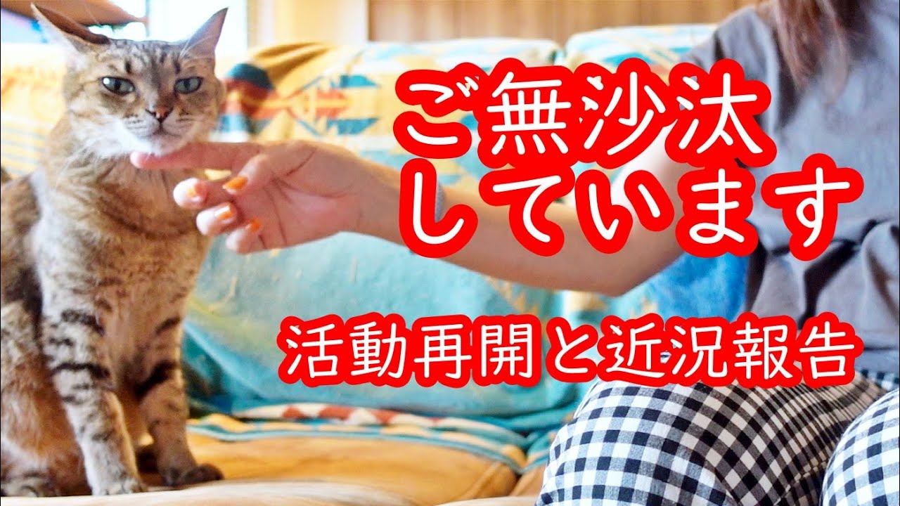 【保護猫】またゆっくりと活動再開をしていきます　動画更新が途絶えた訳と近況報告