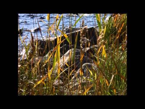 Tukkipoika porskuttaapi Taimoniemen pelimannien tahtiin