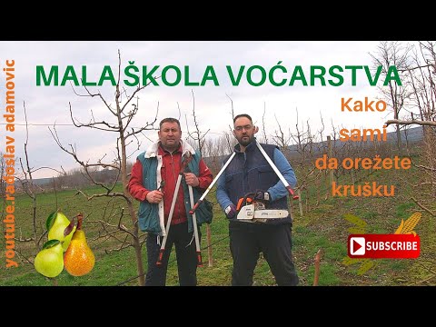 How to prune pear trees ,Kako obaviti zimsko orezivanje kruške , Nauči da orežeš voćnjak !